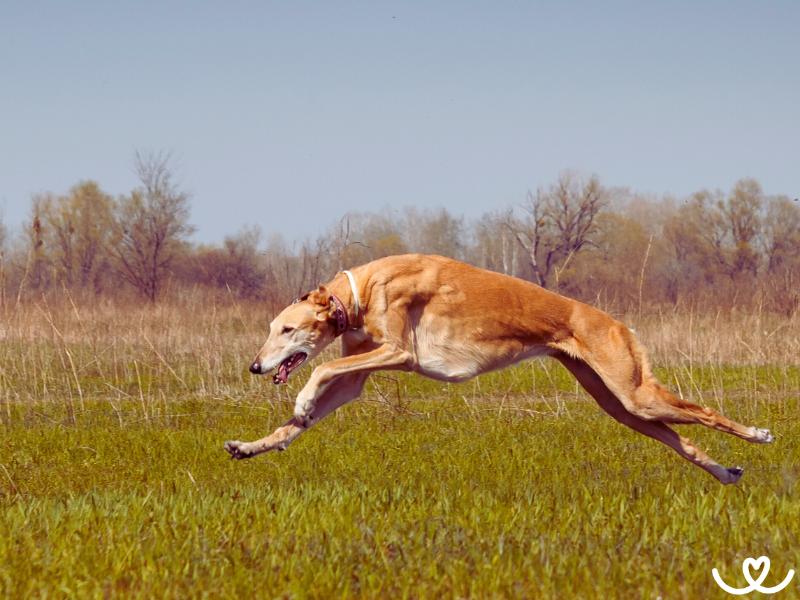 Coursing-zkousky-a-trenink (4)